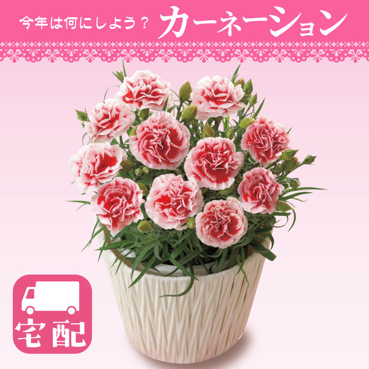 【宅配】いちごホイップ(濃ピンク覆輪)