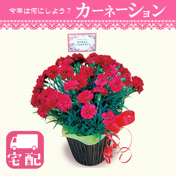 【宅配】カシスムース